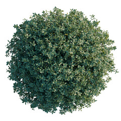 Obraz premium Quercus coccifera tree plan, top view, cutout, transparent background, isolate, Vibrant Green Foliage Pattern, Detailed Texture, Natural Elements, Botanical Design