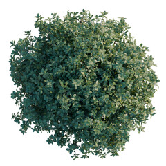 Obraz premium Quercus coccifera tree plan, top view, cutout, transparent background, isolate, Detailed green foliage texture for backgrounds, design, or creative projects, png format.