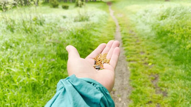 A tiny bird perches on an open palm to enjoy a snack in the green woods. This gentle moment feels peaceful and full of trust. The bright sunlight and soft grass create a joyful mood.