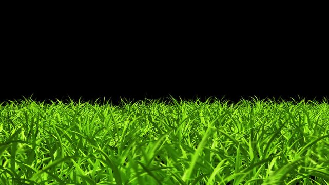 Green grass on alpha channal