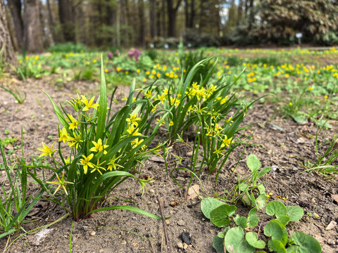 Yellow Star-of-Bethlehem Gagea lutea Flowers in Spring Garden