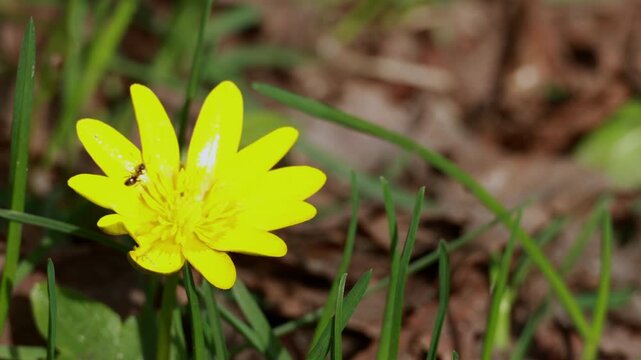 Yellow lesser celandine flower blooming in green grass macro