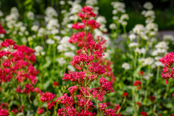 Obraz premium Colorful flowers bloom in a garden with white flowers in the background during daylight hours in spring