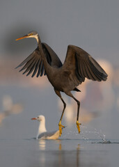 Obraz premium Western reef heron fishing at Eker coast, Bahrain
