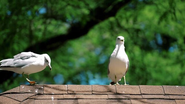Birds exchanging calls in urban setting. Seagulls vocalizing with active beak movements atop structures