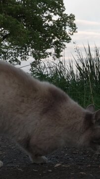 Three-Legged Cat Outdoors on a Quiet Rural Road