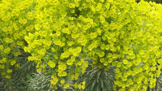 Yellow-green Mediterranean spurge flowers bloom beautifully over dark green leaves. This cheerful scene fills the garden with a sense of energy and joy. These unique plants look fresh and lively.