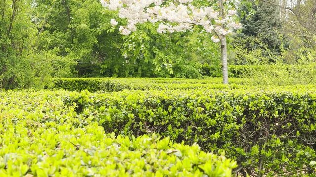 Lush white blossoms tremble on thin branches above a neat garden hedge. The soft flowers create a peaceful, refreshing feeling amidst the green. This quiet scene feels fresh and full of life.