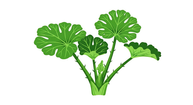 Zucchini plant with green leaves