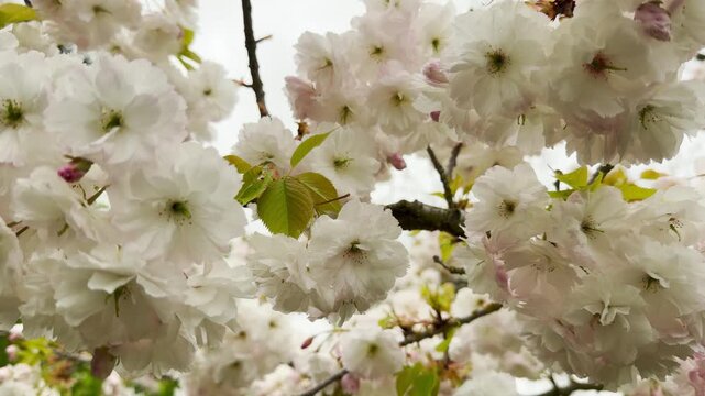 White cherry blossoms dance gracefully on branches in the wind. These soft flowers bring a feeling of peaceful joy to the garden. This fresh spring scene looks and feels lovely.