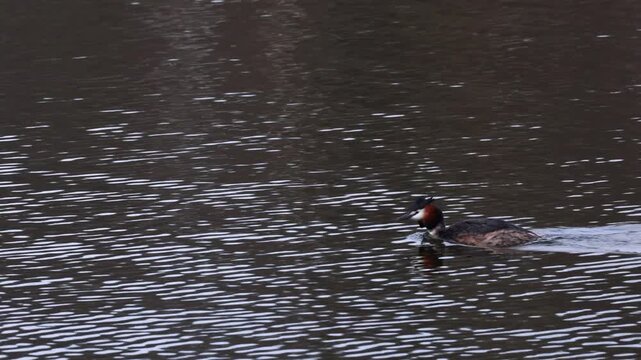 Great crested grebe swimming peacefully across rippled lake water