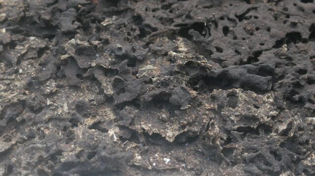 The structure of a termite nest shows a rough, porous, and hollow texture. The background shows details of wood that has been decomposed by the insects.