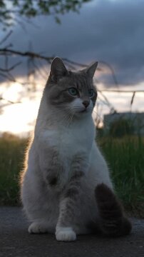 Three-Legged Cat Outdoors on a Quiet Rural Road