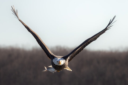eagle in flight