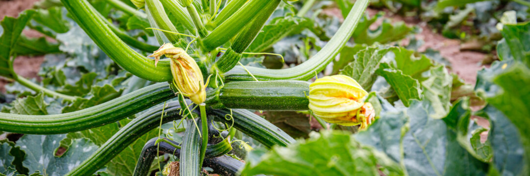 Close view of zucchini plants with flowers growing in a garden during springtime in a rural area