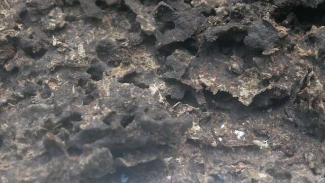 The structure of a termite nest shows a rough, porous, and hollow texture. The background shows details of wood that has been decomposed by the insects.