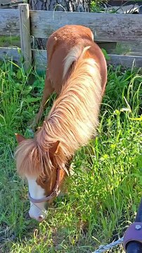 Domestic Dwarf Pony grazing on farmland, Equestrian Farm Animal, Rural Domesticated Wildlife Mule, Pasture Mammal