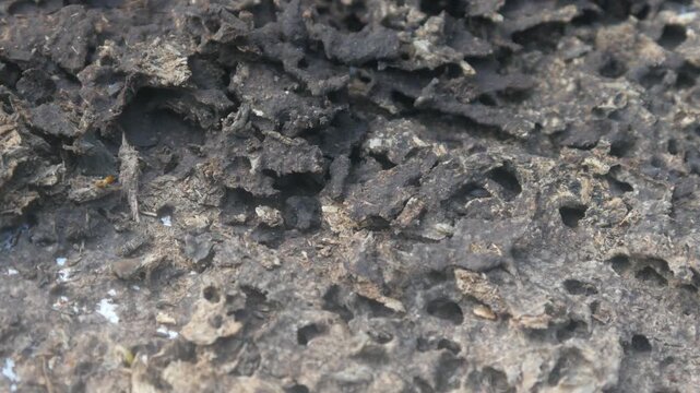 The structure of a termite nest shows a rough, porous, and hollow texture. The background shows details of wood that has been decomposed by the insects.