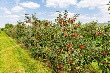 Fototapeta premium Apple orchard in late summer with ripe fruits hanging on trees under a blue sky