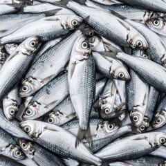 Obraz premium Freshly caught small fish pile
