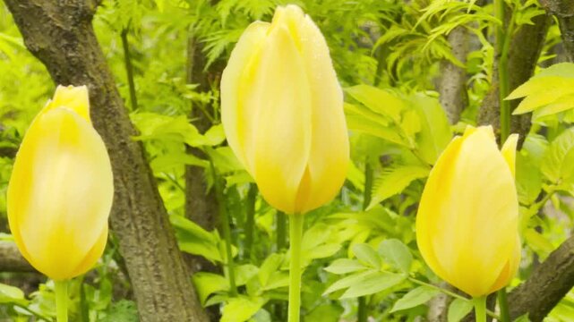 Bright yellow tulips sway gently among green leaves. These cheerful flowers feel fresh and hopeful despite the damp, windy weather. It is a peaceful scene of spring.