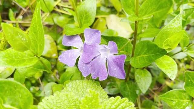 Beautiful purple periwinkle flowers rest under fresh raindrops. They grow nestled between vibrant green leaves after a spring shower. The scene feels peaceful, calm, and very fresh.