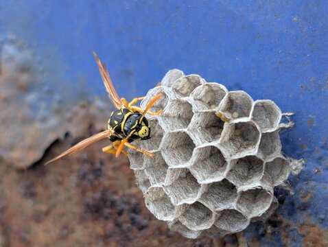 Wasp on a fresh Wasphive