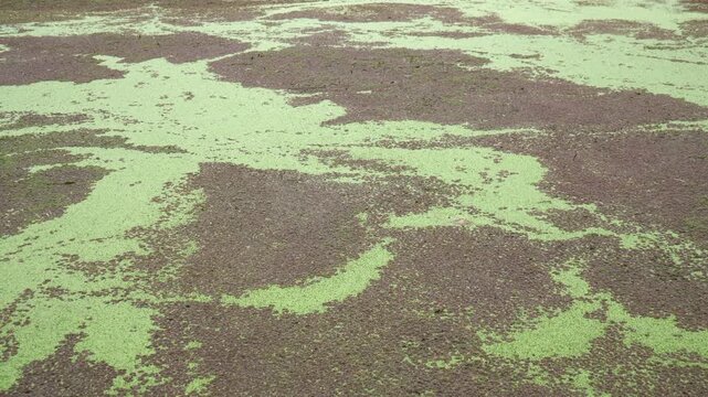 Reservoir covered in floating aquatic plants Azolla sp. and Lemna sp. (duckweed) in Imbabura province, Ecuador Project, indicative of eutrophication.