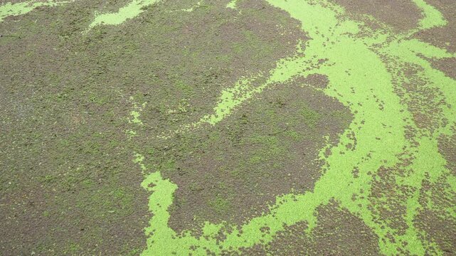 Reservoir covered in floating aquatic plants Azolla sp. and Lemna sp. (duckweed) in Imbabura province, Ecuador Project, indicative of eutrophication.