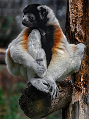 Fototapeta premium Crowned sifaka on the beam in its enclosure. Latin name - Propithecus coronatus