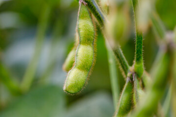 Fototapeta premium Close view of soybean pods growing on a plant in a field during daylight hours