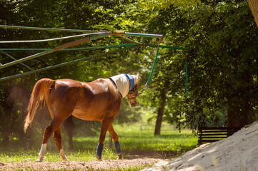 Koń krwi arabskiej na lonży w czasie treningu, lonżowanie. Janów Podlaski. Polska. © Monika