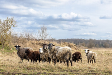 Fototapeta premium Sheep flock standing in dry field under cloudy sky