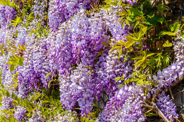 Obraz premium Wisteria flowers cover a garden wall in bright sunlight during spring season with vibrant colors and rich blooms
