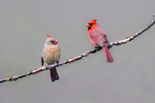Male and Female Northern Cardinals