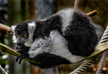 Fototapeta premium Black-and-white ruffed lemur on the rope. Latin name - Varecia variegata