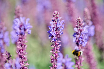 Fototapeta premium Close-up of purple salvia flowers with bumblebee in natural sunlight