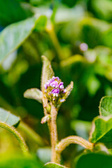 Obraz premium Purple flower bud growing among green leaves in a garden during springtime sunlight