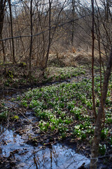 Fototapeta premium ​A small forest stream flows through a picturesque glade densely covered with blooming snowflakes amidst the shade of trees.