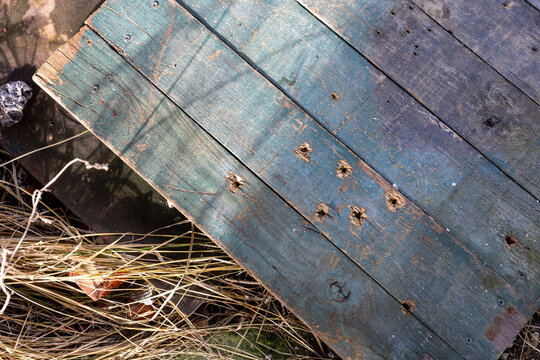 Weathered boards with bullet holes lying on dry grass