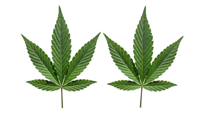 Two green cannabis leaves isolated on transparent background