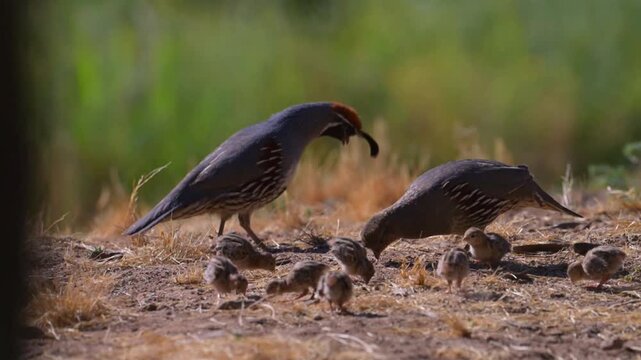 Gambel's Quail and Adorable Chicks Foraging for Food 