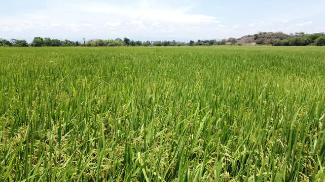 Mid-range aerial view of rice fields with trees and mountains in the background