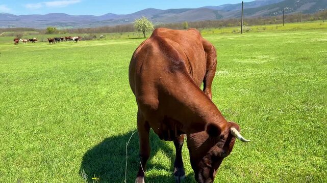 Grazing Pasture Scene: Cow Headshake After Ear Scratch, 4K