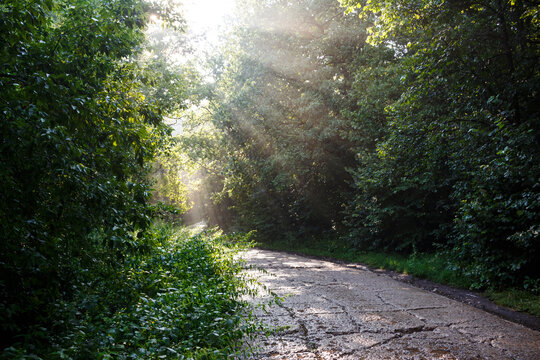 Sunlight streams through lush trees, illuminating a cracked, wet path ahead. Verdant foliage lines the way, creating a serene, almost magical forest ambiance