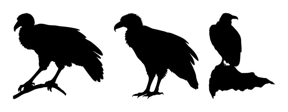 Vulture set with solid black silhouette and detailed sharp beak featuring desert predator, wild animal, bird of prey with carrion eater and scavenger