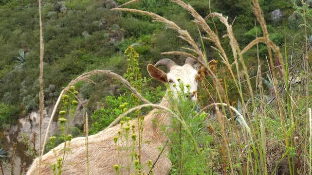 Herd of goats in the arid highlands of Ecuador. Overgrazing with goats causes deforestation, desertification and soil erosion. Imbabura province, Ecuador