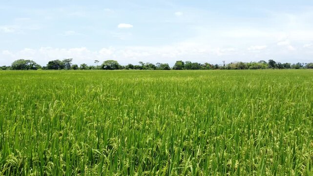 Close-up of Green Rice Grains Ripening in the Field