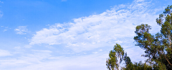 Fototapeta premium Blue sky with clouds over green trees on bright day.