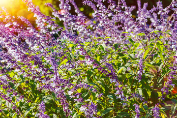 Fototapeta premium Purple flowers sway in the sunlight in a garden during a warm day in spring